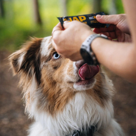 Proteinriegel für Hunde NAP | Recovery