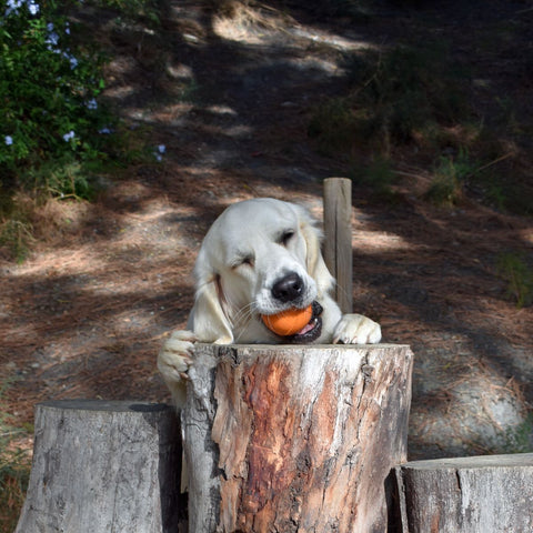 Dog ball | Plnící míček pro psy - středně tvrdý | Rucan